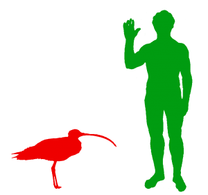 El zarapito de Extremo Oriente es el ave zancuda más grande o la ave costera del mundo