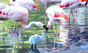 Flamants et un poussin