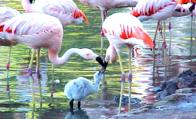 propeller dempen radicaal Flamingo 's « Grote Dieren