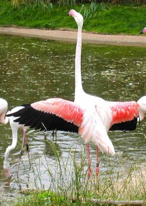 Mostrar apagado sus plumas del ala