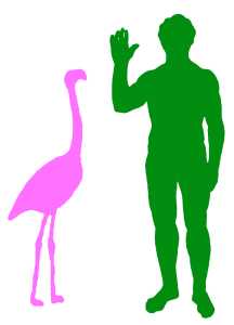 Ein typischer Flamingo und ein Mensch