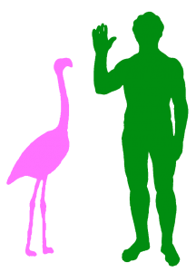 Un vrai flamant rose et un humain Un vrai flamant rose et un humain