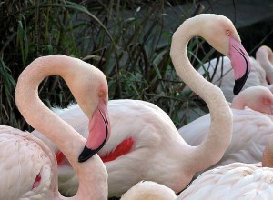 Le flamant rose Le flamant rose