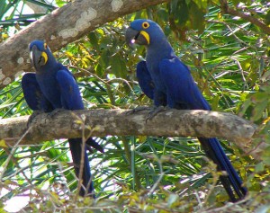 El guacamayo azul - fotografía por el usuario BluesyPete de Wikimedia El guacamayo azul - fotografía por el usuario BluesyPete de Wikimedia