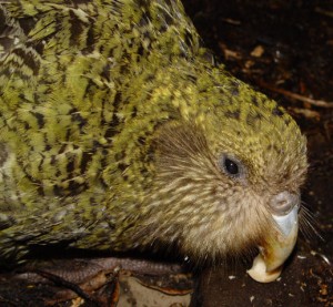 The Kakapo - photograph by Markus Nolf
