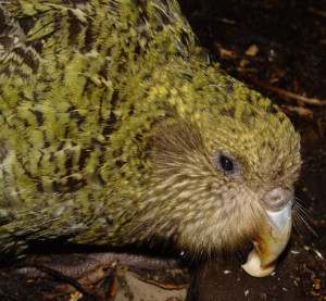 カカポ - マーカス Nolf 写真 カカポ - マーカス Nolf 写真