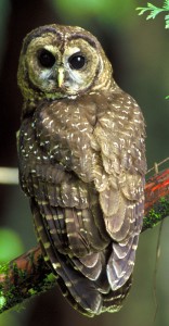 Hibou repéré du nord