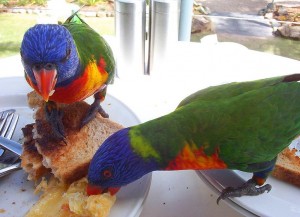 彩虹给彩虹小鹦鹉是在澳大利亚的一种害虫。维基百科用户 Nickj 的照片