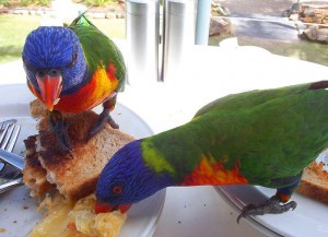 Rainbow Lorikeets ovat kasvintuhoojista Australiassa. Wikipedia käyttäjän Nickj valokuva