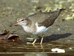 The Sandpiper is a typical Wader