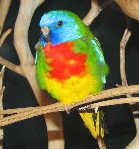 Como la mayoría de los loros, el loro de pecho escarlata tiene colores brillantes