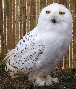 Snowy Owl