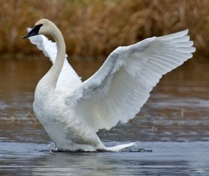 Il cigno di trombettista