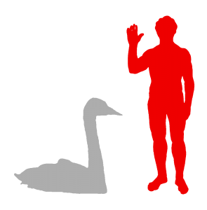 Trumpeter Swan and Human Trumpeter Swan and Human