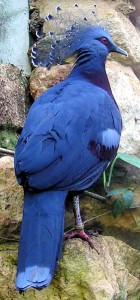The Victoria Crowned Pigeon