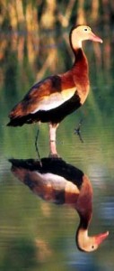L'anatra di fischio è uccelli acquatici tipici