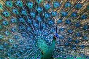 Le Peafowl vert - photographie de JJ Harrison