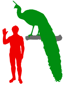 Green Peafowl and Human Green Peafowl and Human