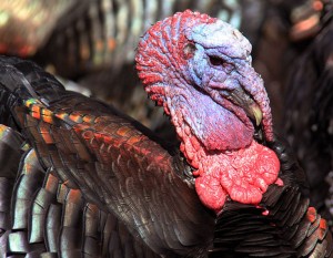 The North American Wild Turkey is a beautiful bird - photograph by Malene Thyssen