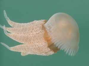 Jellyfish