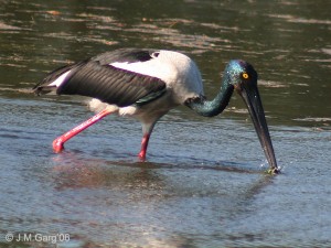 Black Necked Stork