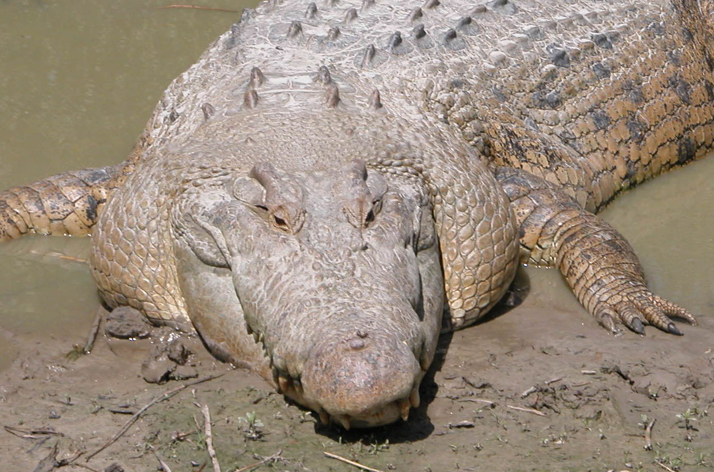 Crocodilians Â« Big Animals